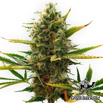 Cannabis Seeds Auto Super Skunk Feminised